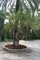 Palm in Elche 2